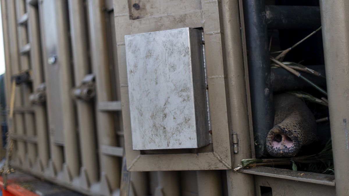 Mara viajó cuatro días en una caja metálica de 5 metros de largo por 3,20 de alto y 2 de ancho. Sus cuidadores la monitoreaban cada media hora.