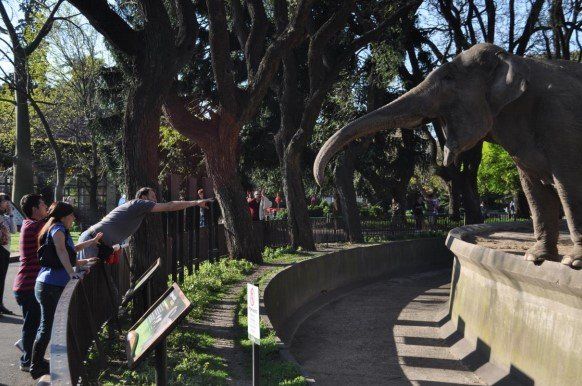 La elefanta intentaba alcanzar la mano de César cada vez que la visitaba en el barrio de Palermo.
