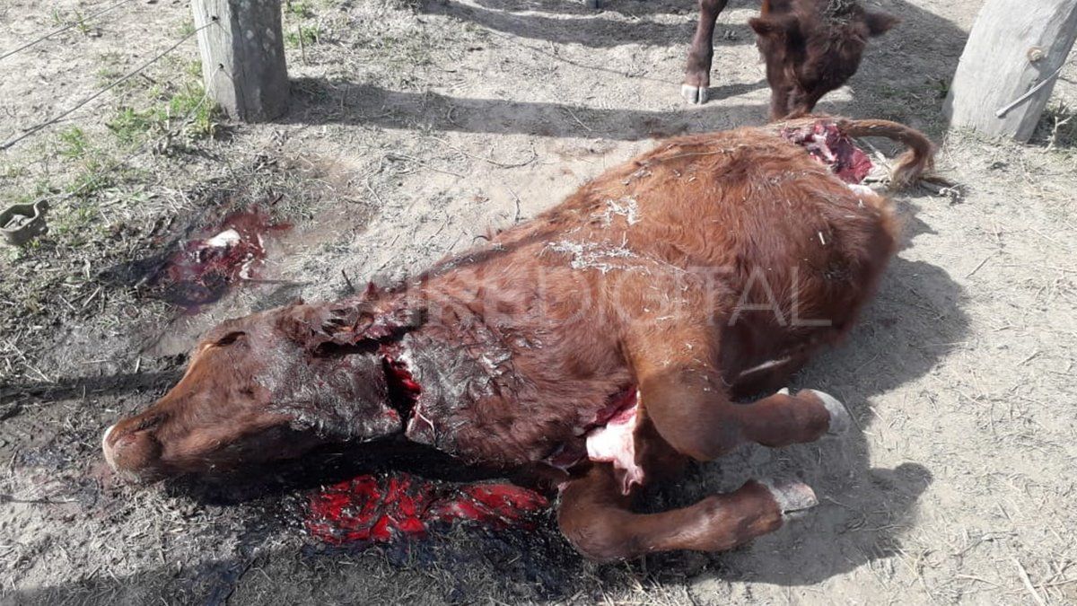 Un hombre fue detenido por faena ilegal de animales