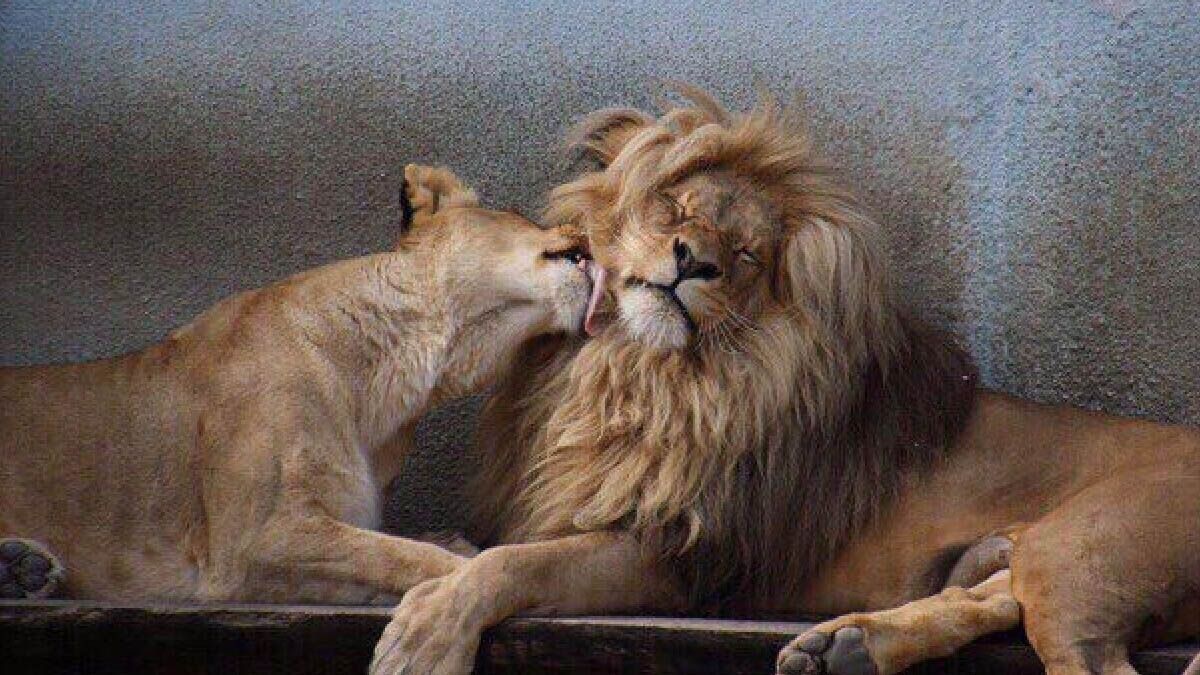 Amor animal