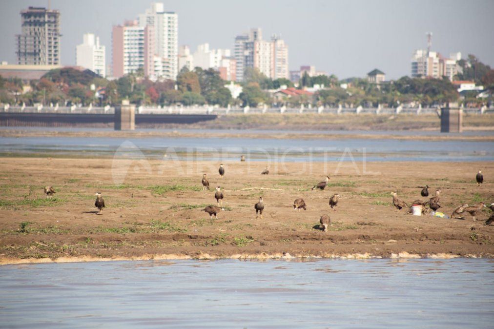 Las aves se pueden observar en muchos sectores de la Setúbal.