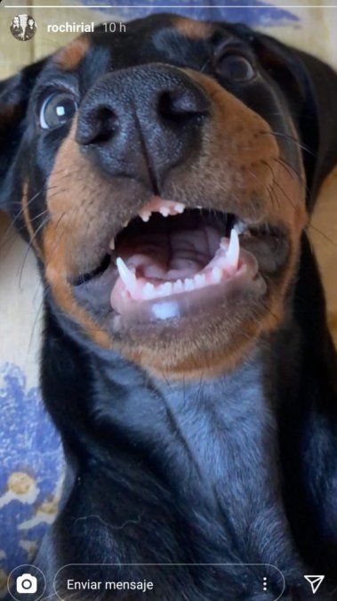 El perrito de Rocío Rial