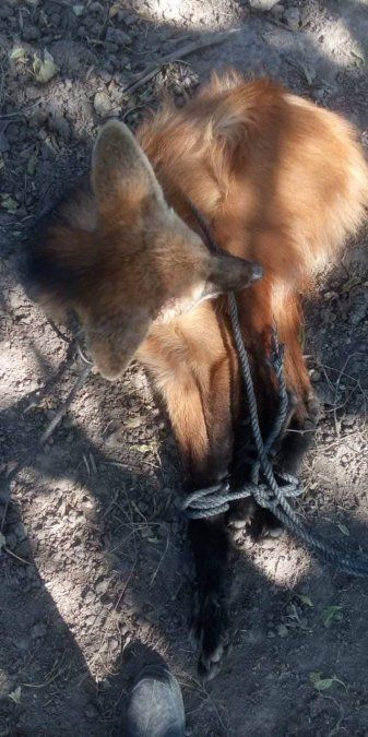 Los peones lograron enlazar al animal que se encuentra en un delicado estado de salud.