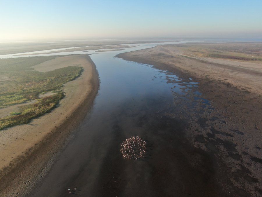 Los flamencos se pueden avistar en los humedales cercanos a la ciudad de Santa Fe.