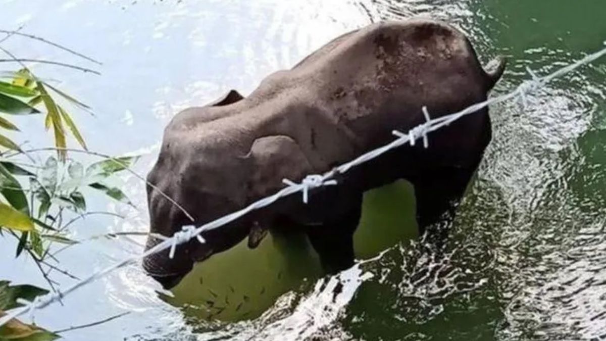 El animal había salido de los límites del parque nacional Valle Silencioso en busca de comida