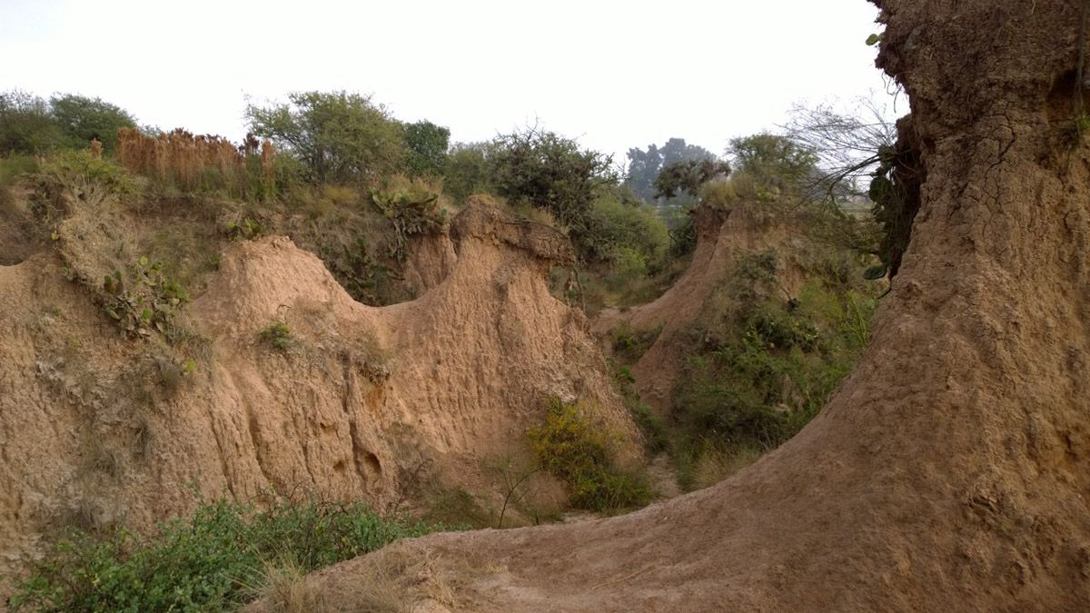 Las 100 hectáreas de la reserva natural de Villa Gobernador Gálvez son el último resabio de vegetación nativa en el sur de Santa Fe.