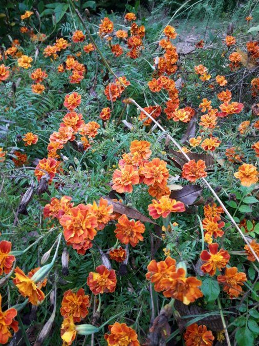 tagetes