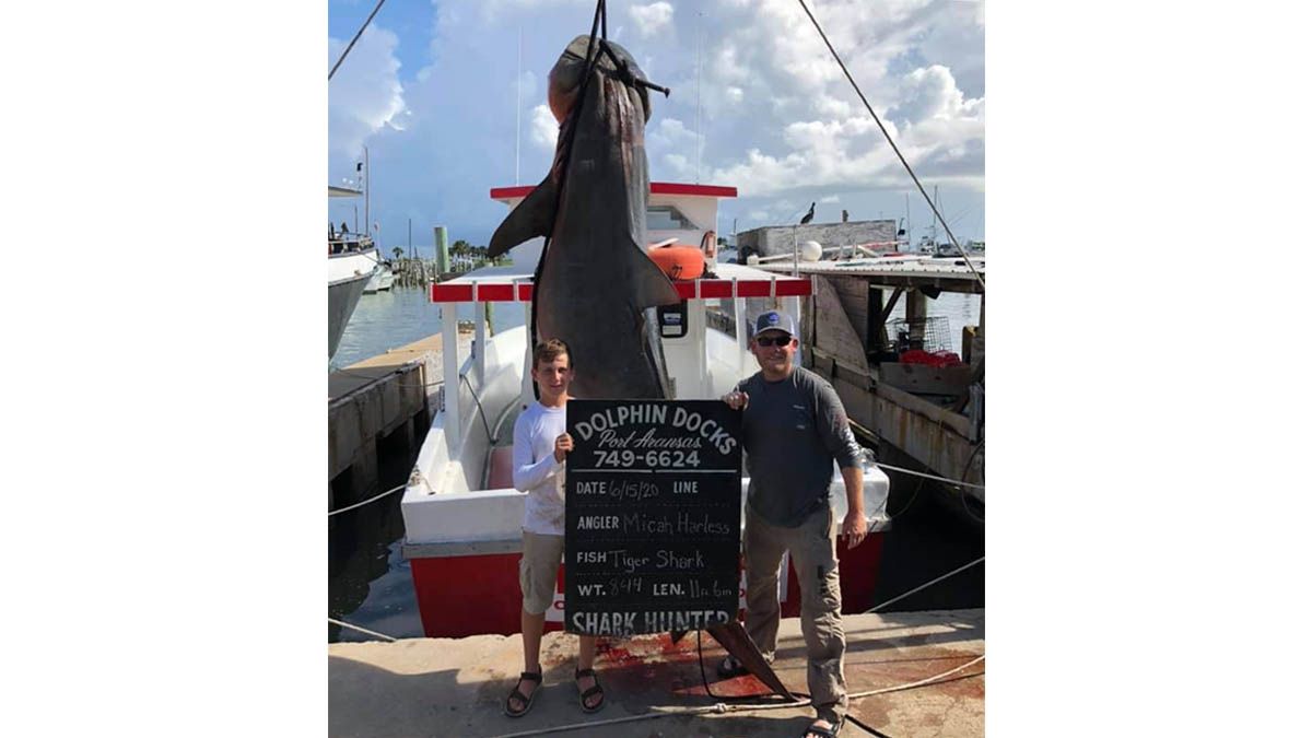 El depredador cazado pesó 383 kilogramos y midió 185 centímetros de largo.
