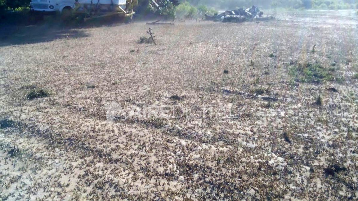 Una manga de un kilómetro cuadrado de langostas sudamericanas puede comer lo mismo que 35 mil personas, o unas 2.000 vacas por día. Afectan principalmente las pasturas y pastizales. En la foto, una invasión de langostas en un campo de Santiago del Estero, en enero de 2016.