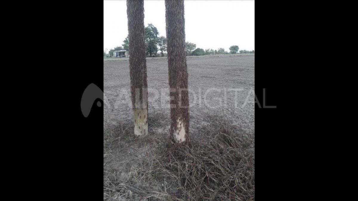 La manga de langostas sobrevuela la localidad de Lanteri, en el norte provincial.