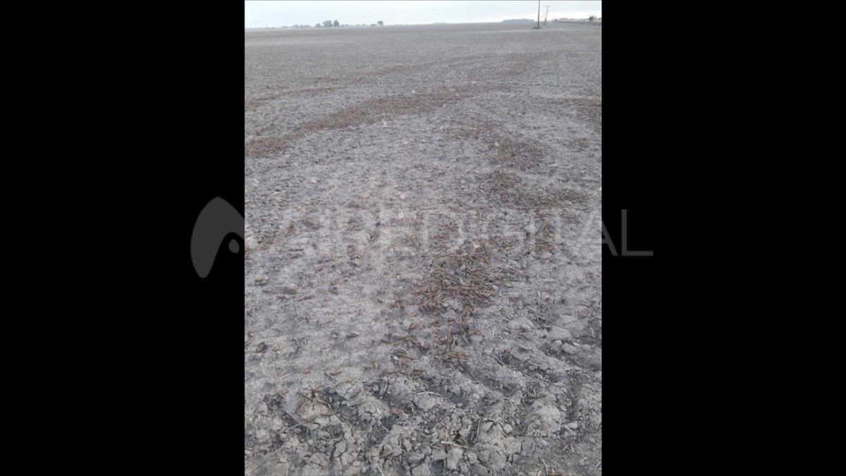 Este tipo de langostas, la llamada