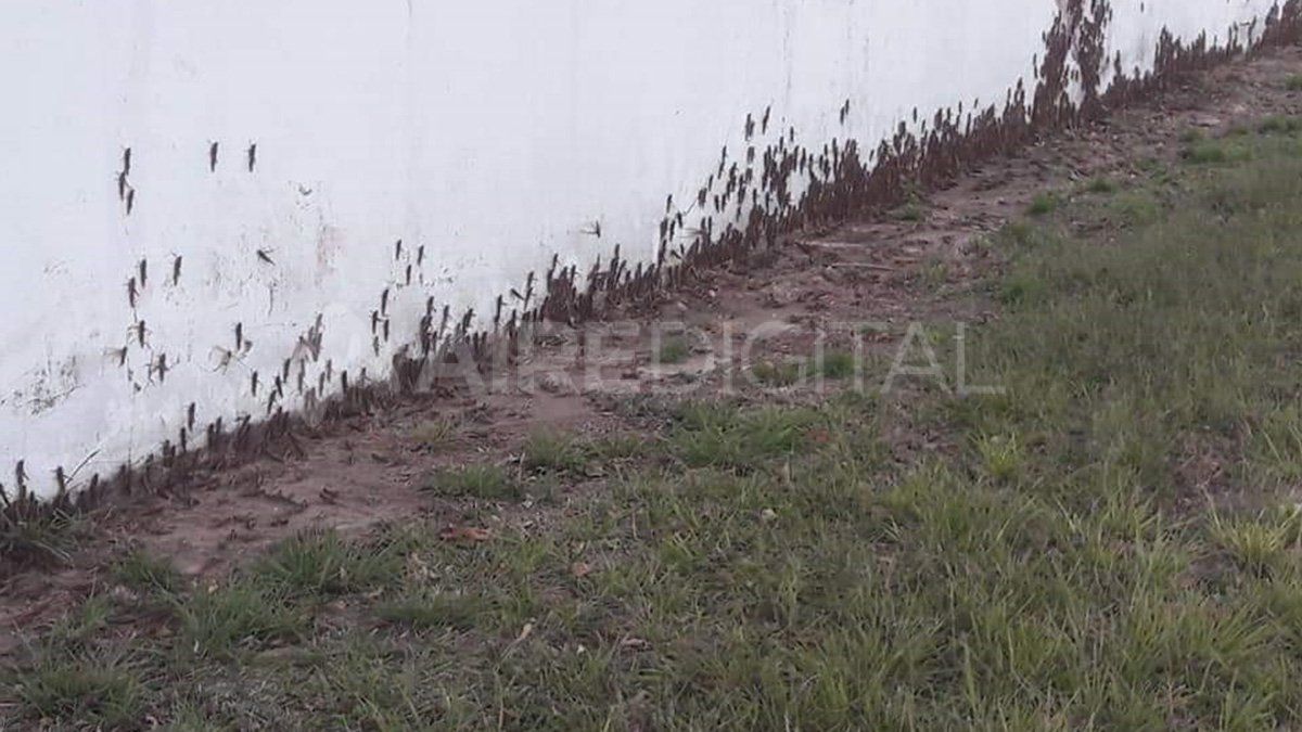 La manga que en estos momentos sobrevuela el norte provincial se compone de langostas adultas, por lo que no están en su ciclo de vida más voraz.