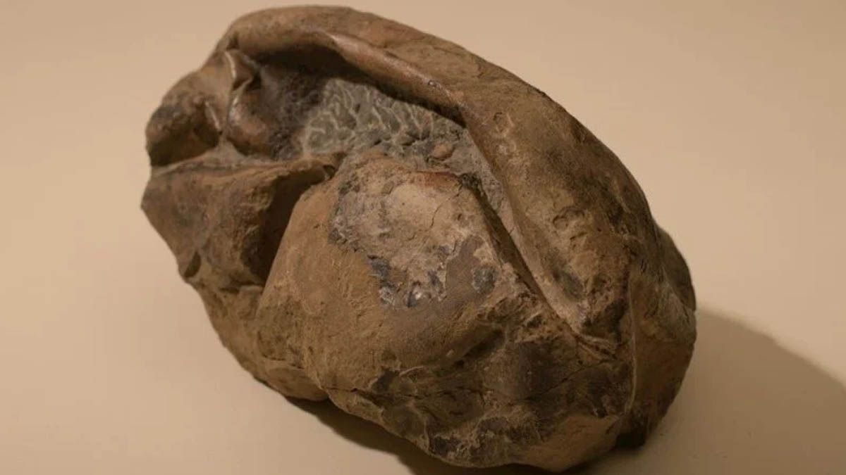 Encuentran huevo de dinosaurio, mide 30 centímetros y pesa 6.5 kilos