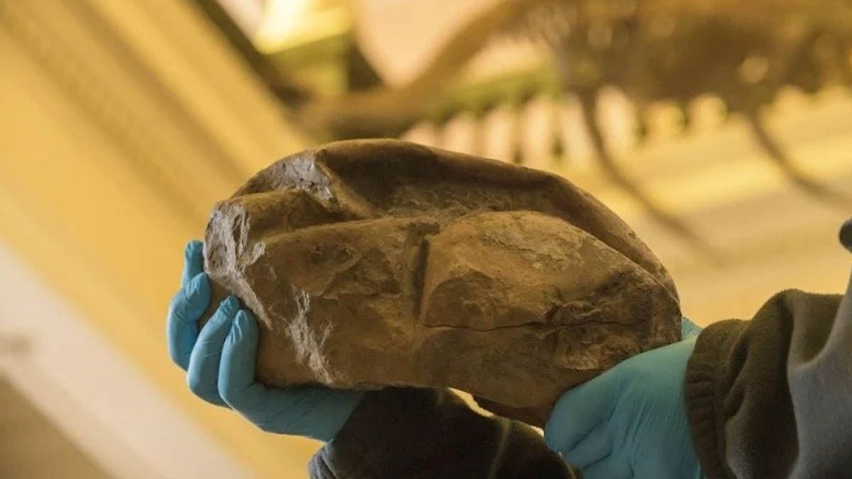 Encuentran huevo de dinosaurio, mide 30 centímetros y pesa 6.5 kilos