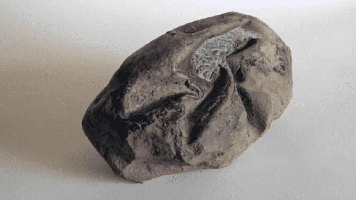 Encuentran huevo de dinosaurio, mide 30 centímetros y pesa 6.5 kilos