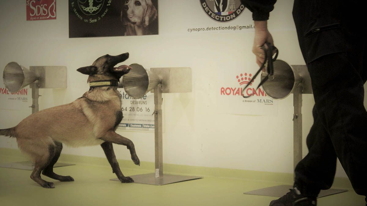 La UBA entrena perros para detecten coronavirus a través del olfato 3 La Facultad de Veterinaria de la Universidad de Buenos Aires (FCV-UBA) trabaja en el entrenamiento de perros