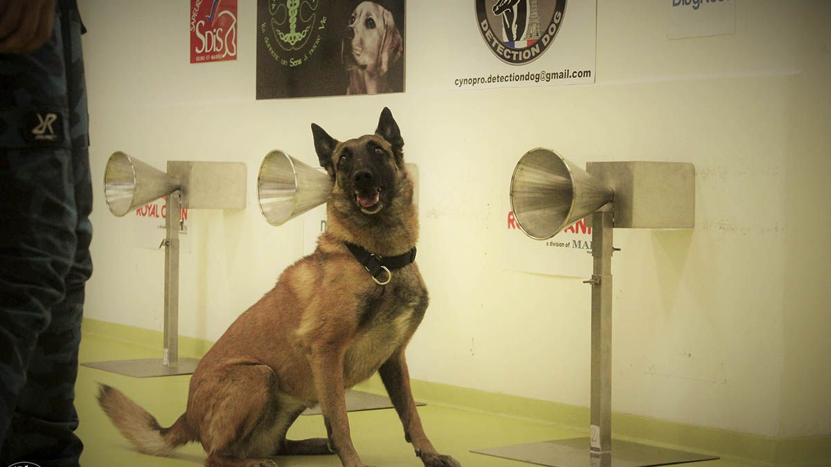 La UBA entrena perros para detecten coronavirus a través del olfato 2 La UBA entrena perros para detecten coronavirus
