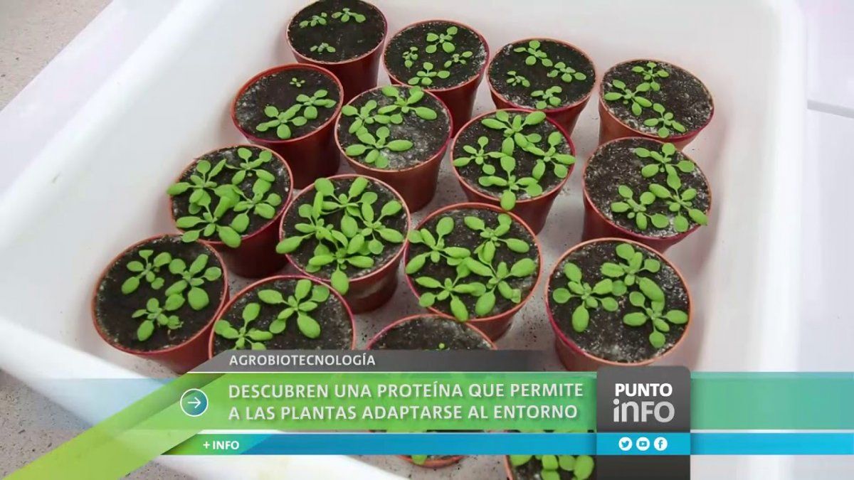 El descubrimiento es el fruto de años de investigación.