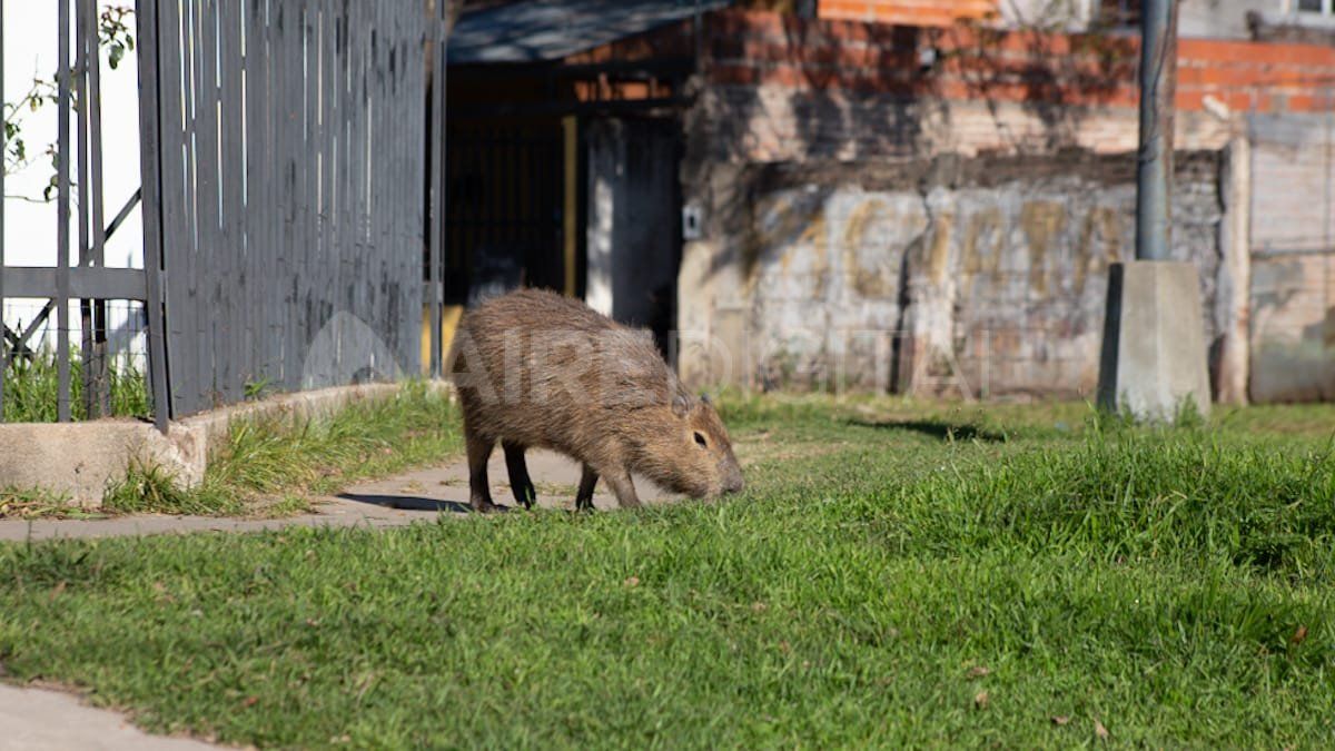 El carpincho Pancho hace cinco años que vive con una familia de barrio San Martín.