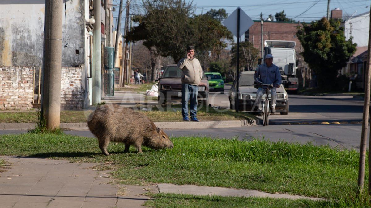 El carpincho suele tomar sol y comer pasto en una de las veredas de barrio San Martín.