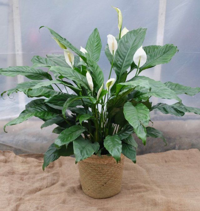 PEACE LILY