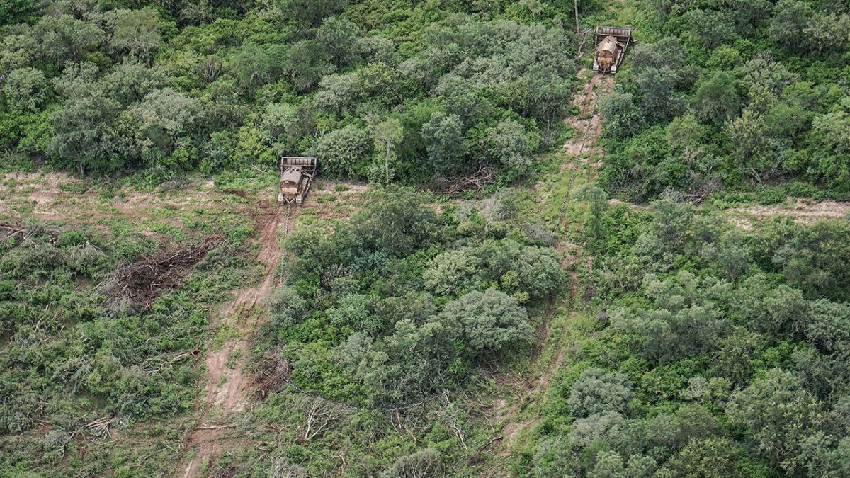 En 20 años, la provincia de Salta perdió 1,4 millones de hectáreas de bosque nativo.