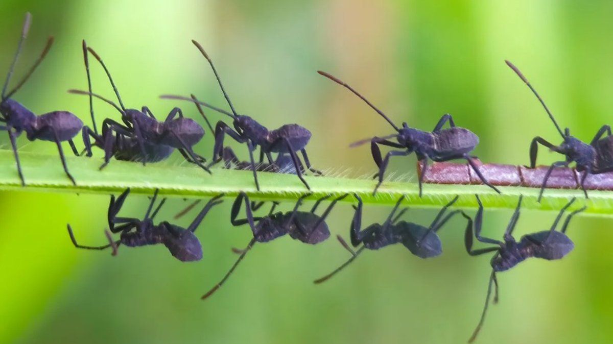 Cuando los humanos abandonen el planeta, los insectos disfrutarán de un rápido renacimiento.