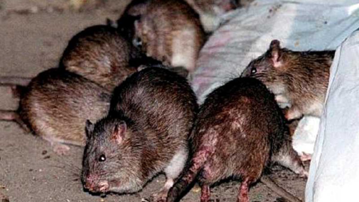 Brotes de peste bubónica se han propagado por los roedores en la historia.