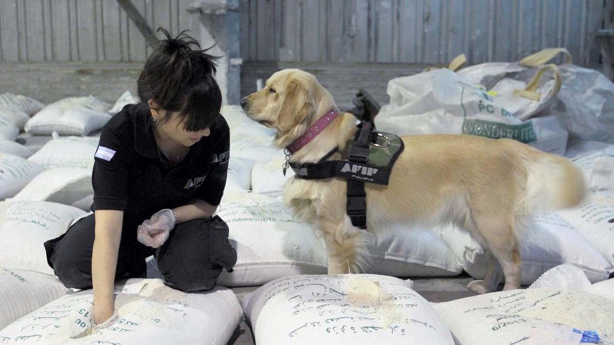 Los canes fueron centrales para encontrar la droga.