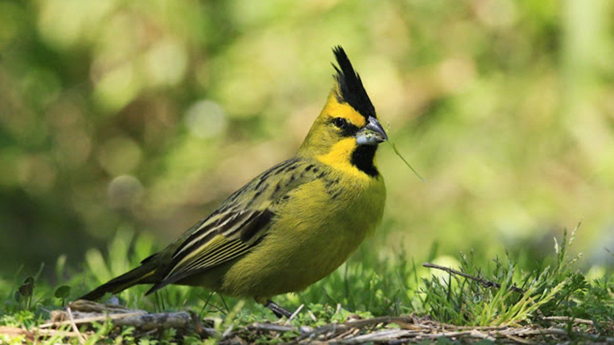 El cardenal amarillo está “en peligro de extinción”, según la lista roja de la Unión Internacional para la Conservación de la Naturaleza (IUCN).