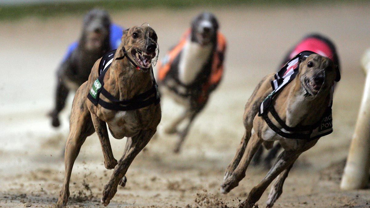 Las carreras de galgos están prohibidas y penadas desde 2016 en la Argentina.