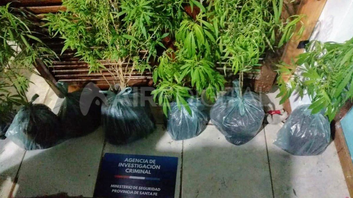 Las plantas secuestradas en el interior de la vivienda allanada.
