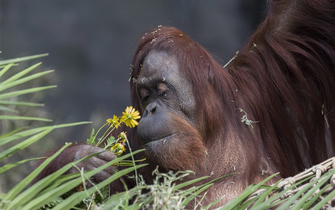 La orangutana Sandra ya se encuentra en Estados Unidos.