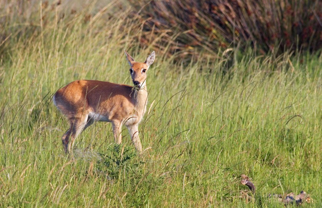 En el noroeste santafesino, las severas sequías y también las inundaciones en los últimos diez años afectaron al pequeño grupo de venados que todavía sobrevive.
