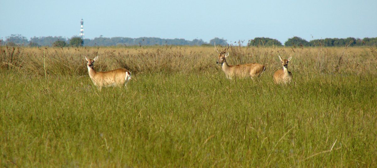 En la Argentina apenas quedan unos 2.000 ejemplares de una especie que era muy común en la llanura pampeana.