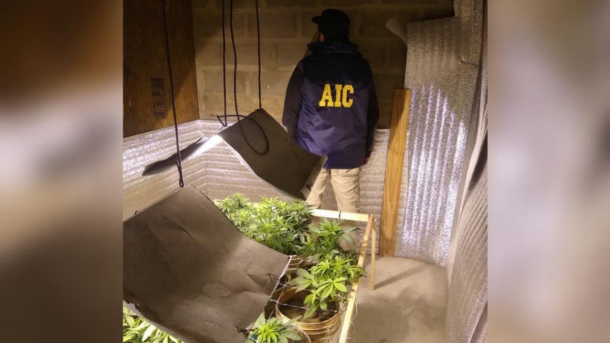 En uno de los inmuebles allanados se encontraron 19 plantas de marihuana