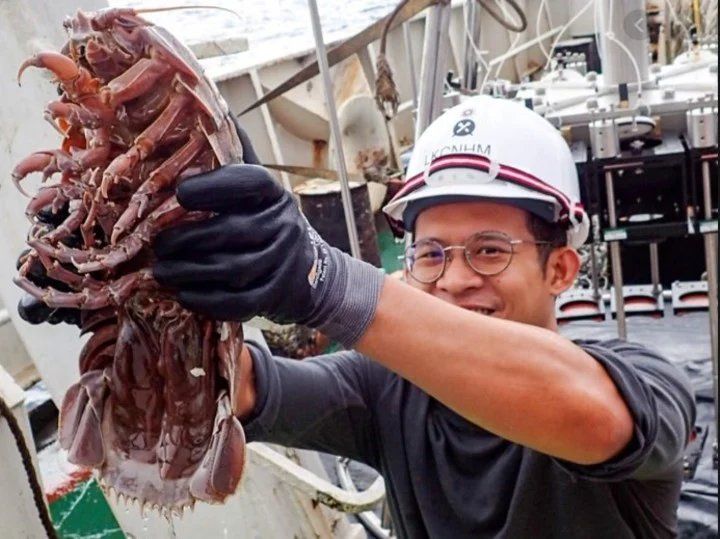 El nuevo hallazgo en las profundidades marinas es tan interesante como siniestro: una especie enorme del &ldquo;Bathynomus raksasa&rdquo;. En palabras no cient&iacute;ficas: una cucaracha (<a href=