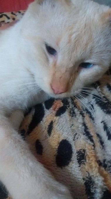 El gato que ingirió la carne con vidrio murió tras agonizar un día y medio