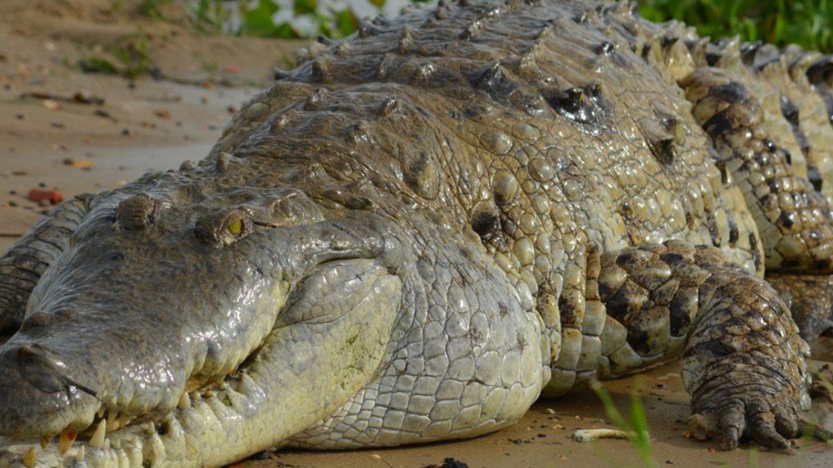 El caimán del Orinoco, que es endémico de esta zona, está en peligro de extinción.