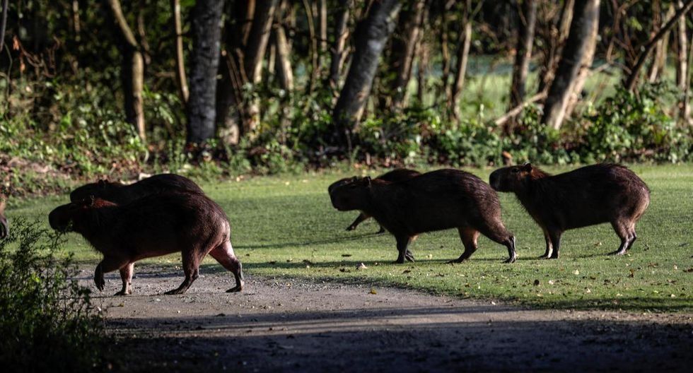 Alguno de los carpinchos que recorren el campo.