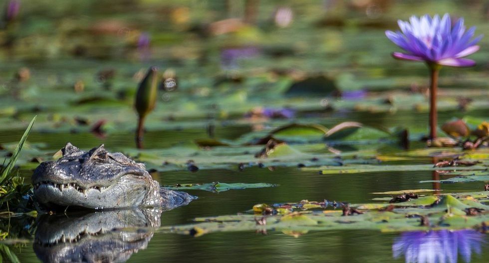 Caimán en el lago artificial del campo de golf de Río de Janeiro.