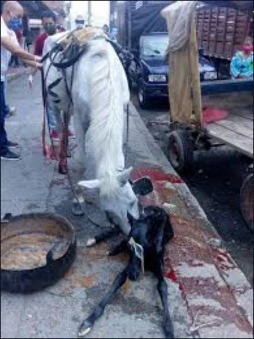 La yegua ya dio a luz. Todo en medio de una calle (Captura de video). 