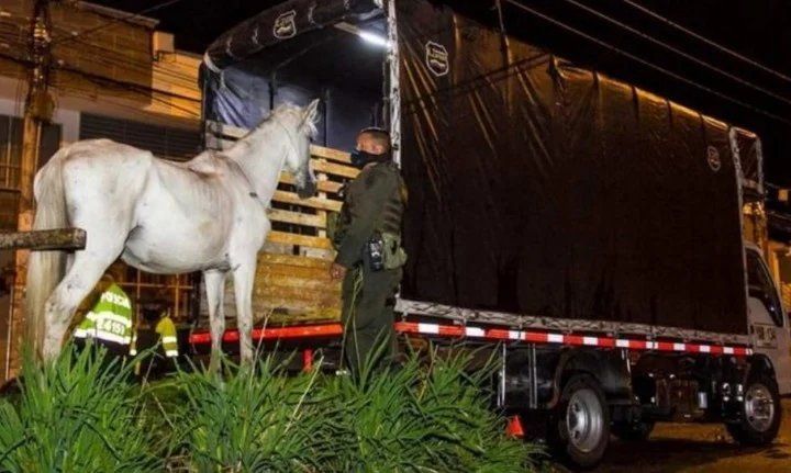 La yegua y su potrillo es llevada a un campo (Captura de video). 