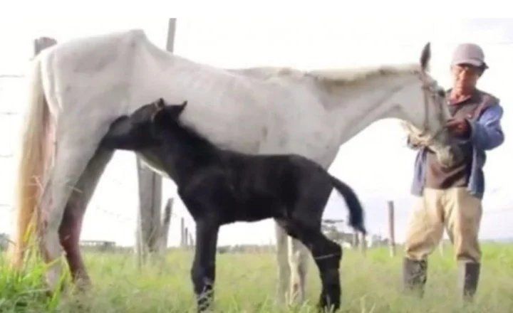 Tanto la madre como su hijo fueron adoptados por un hacendado y vivirán en el campo. Sin preocupaciones. Y fueron bautizados: la valiente madre se llama Aler y el hermoso potrillito negro se llama Coco (Captura de video).