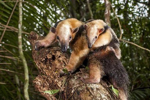 El oso melero (Tamandua tetradactyla) es una especie de tamanduá perteneciente a la familia Myrmecophagidae