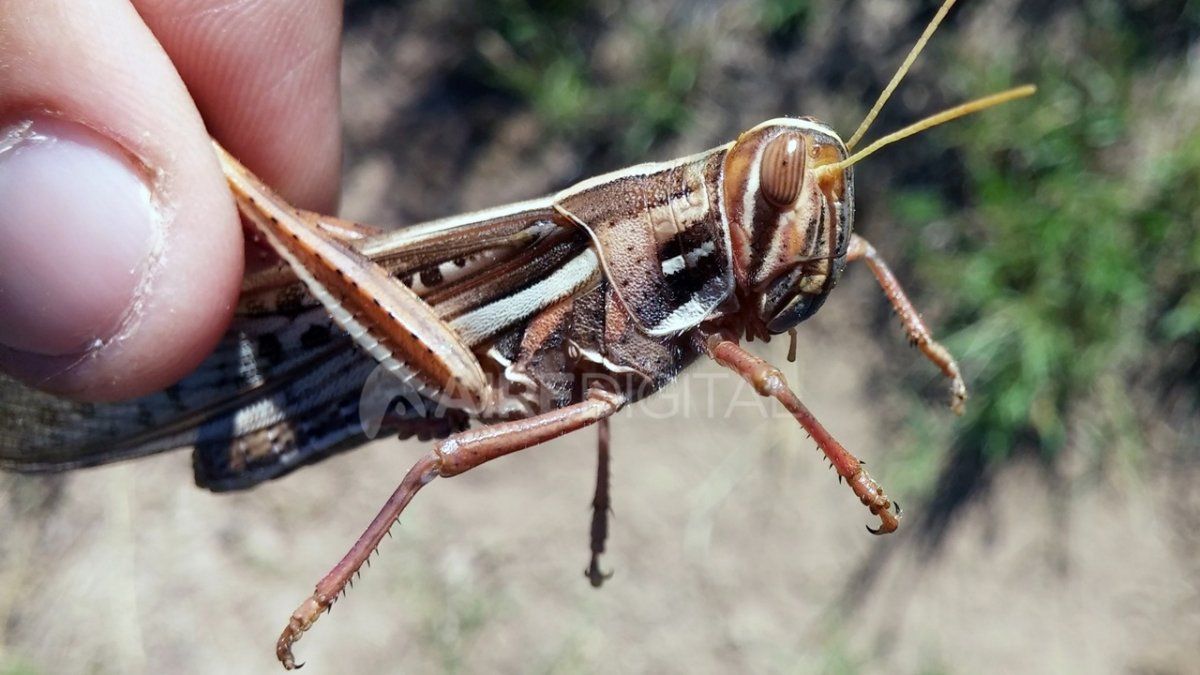 Un ejemplar de Schistocerca cancellata serville, conocida popularmente como "langosta voladora sudamericana".