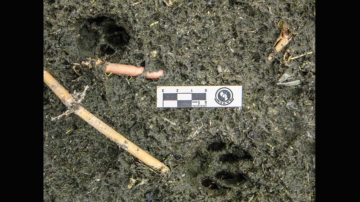 Las cámaras-trampa se colocan en lugares estratégicos en ambientes naturales, y cuando pasan los animales pueden tomar una fotografía o realizar una filmación del animal.