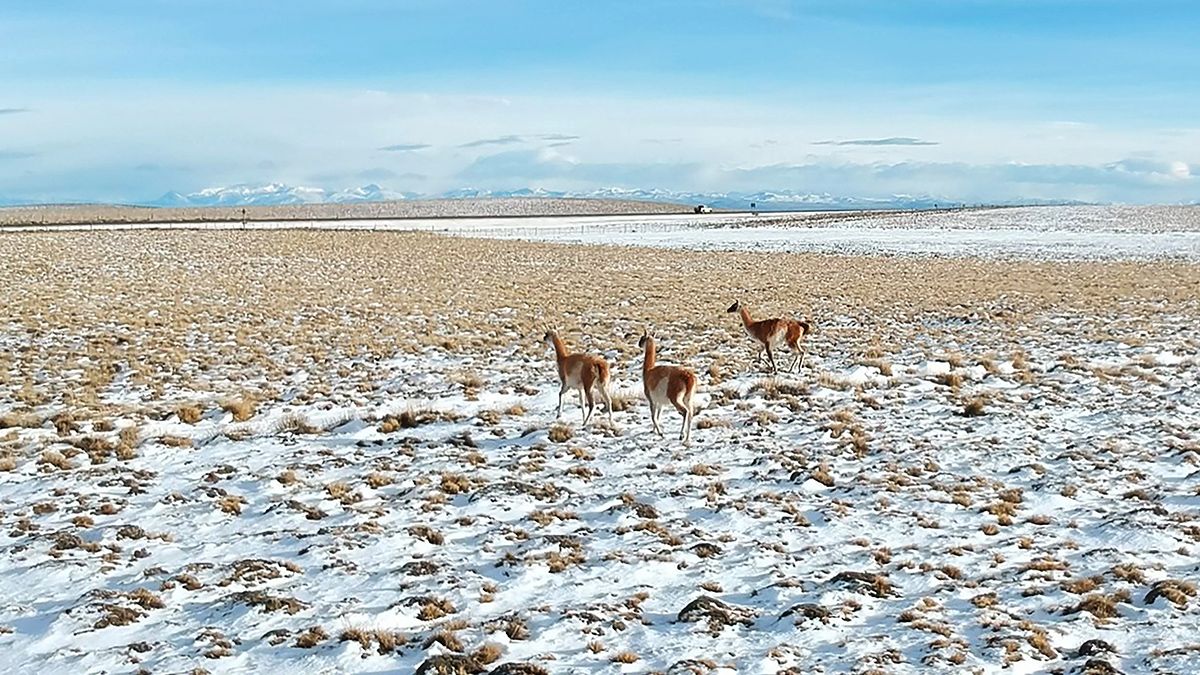 Entidades ruralistas de la Patagonia vaticinaron pérdidas significativas de animales.