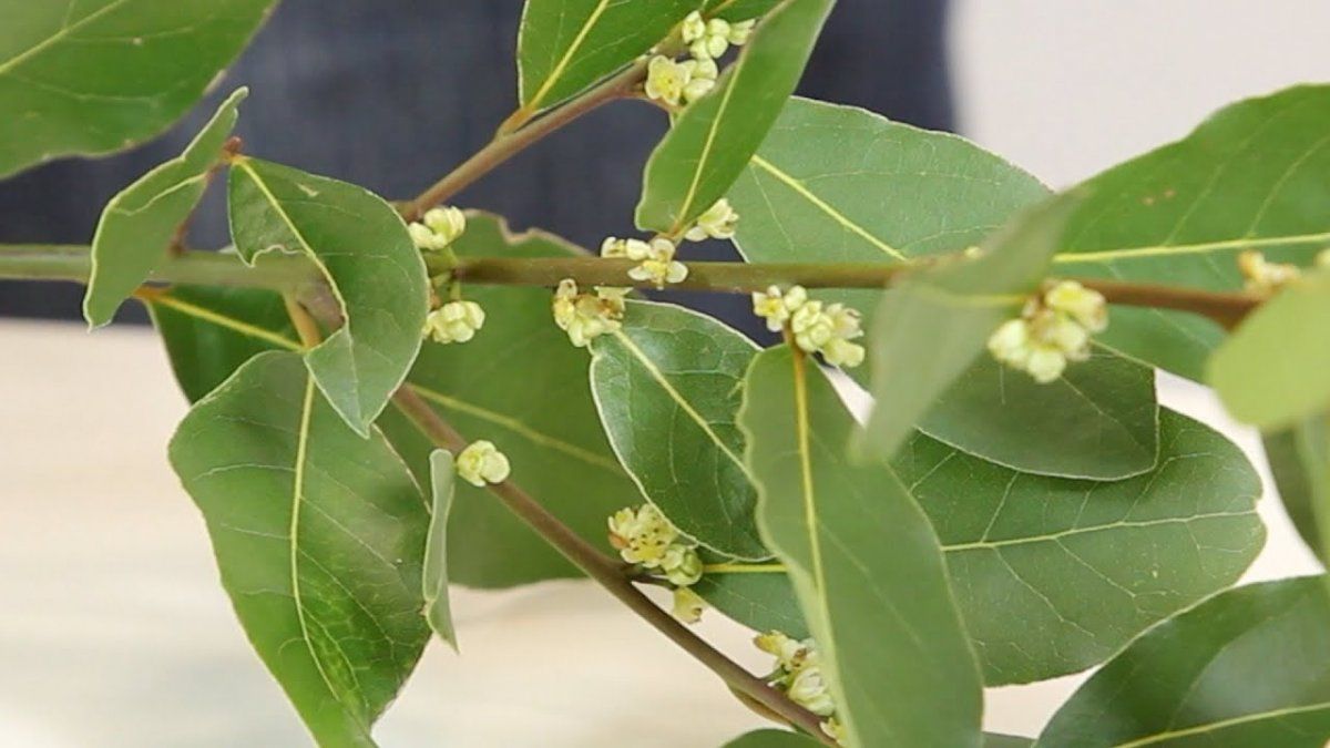 LAUREL (LAURUS NOBILIS)