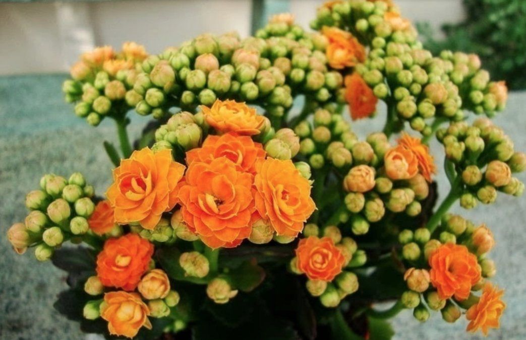 KALANCHOE